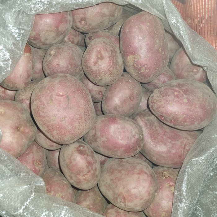 Картофель дачный