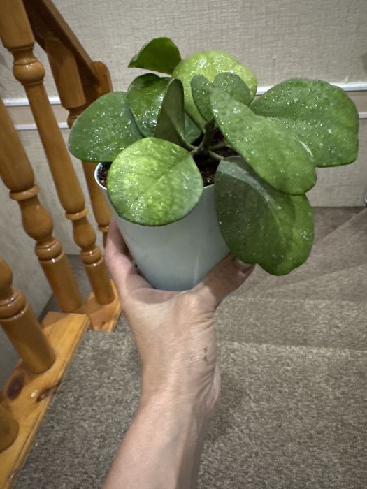 Хойя-Обовата сплеш