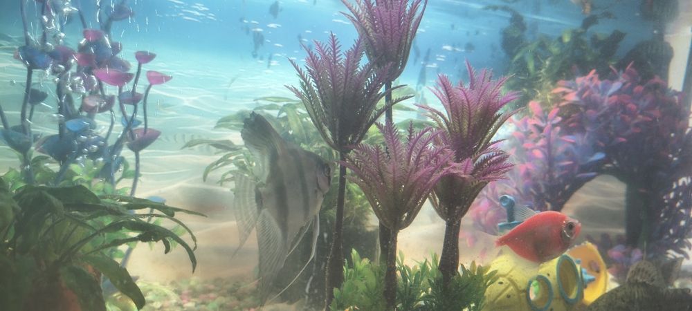 Vând acvariu complet