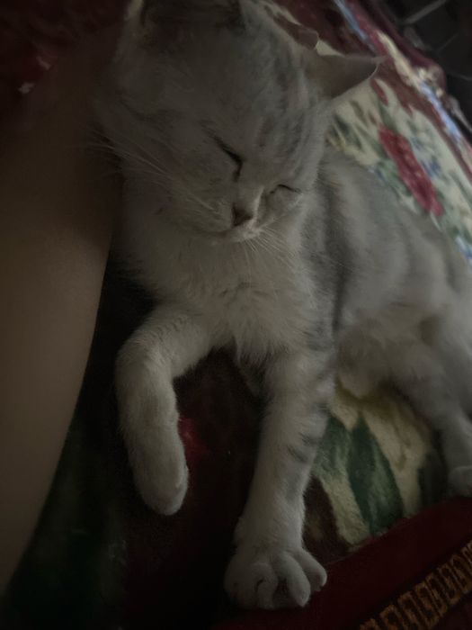 кошка Британская короткошёрстная кошка