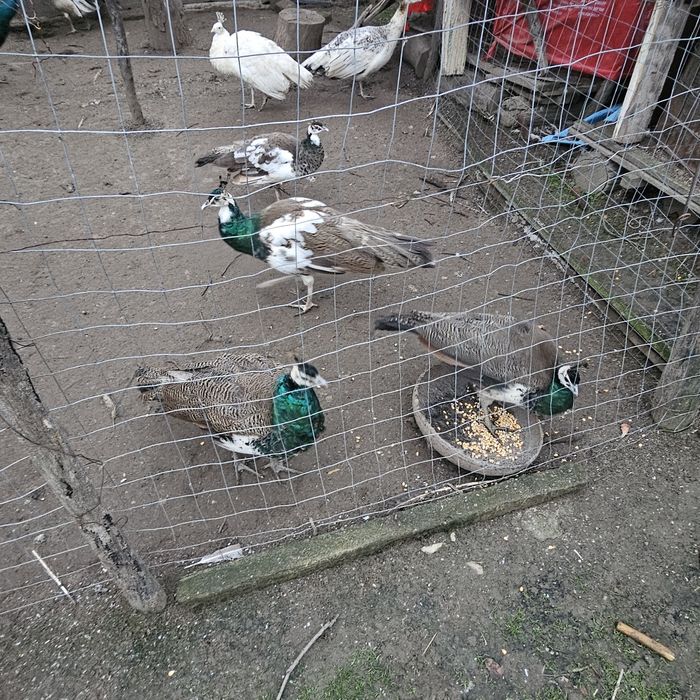 Pui de păun arlechin