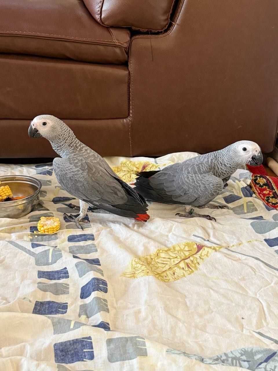 Жако сотилади 3 ойлик