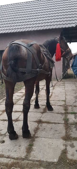 Vând mânză de 2 ani învățată