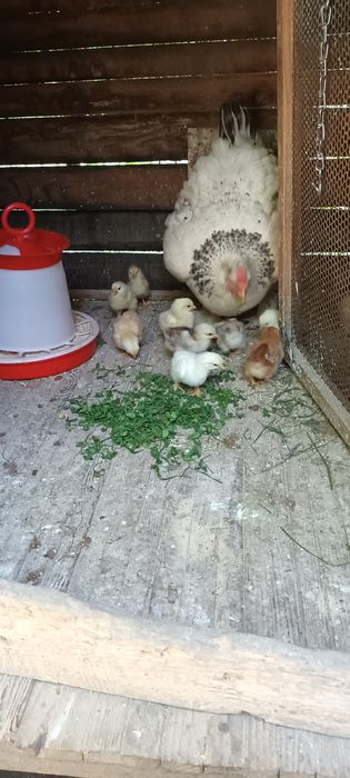 Vând găini și cocoși