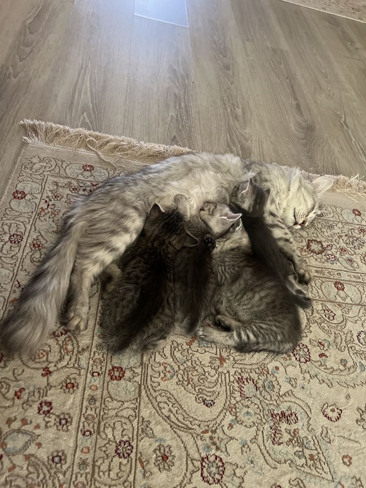 Отдам котят даром