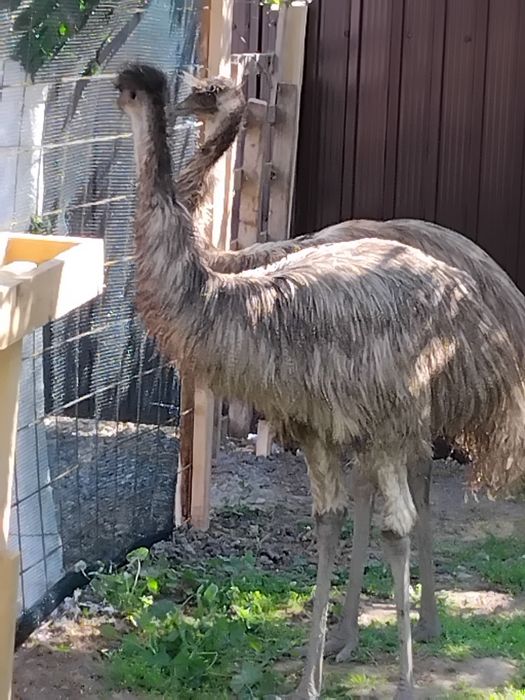 Vănd struți emu ăn vărstă de 10 luni