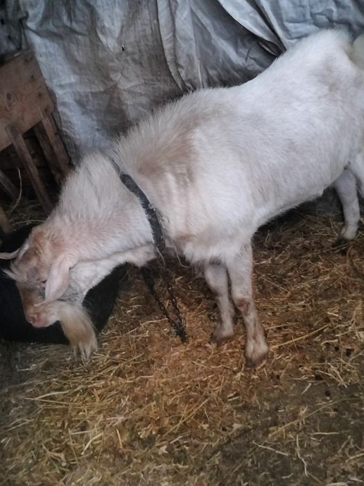 Vand țap  metis sanan cu anglo