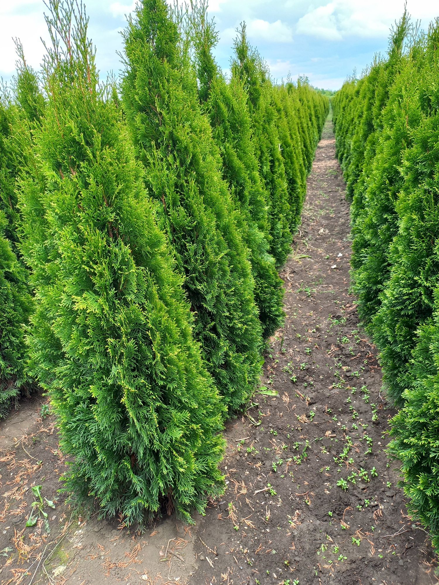 Vând o gama larga de plante ornamentale Tuia smarald columna pin meste