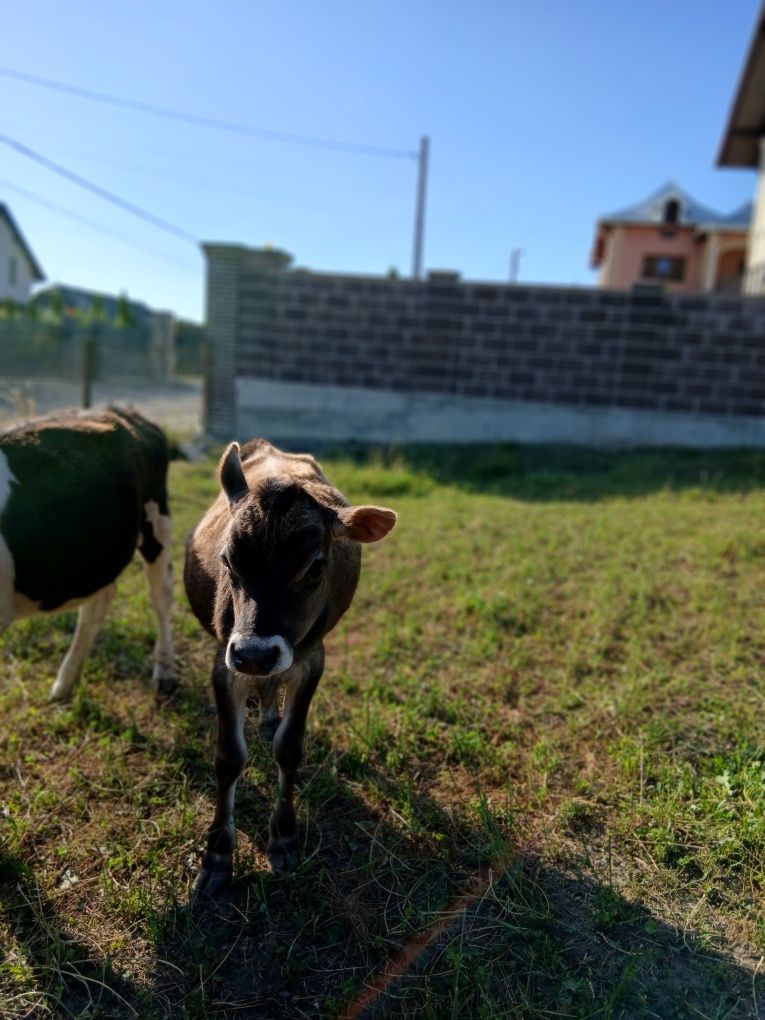Viței de vanzare