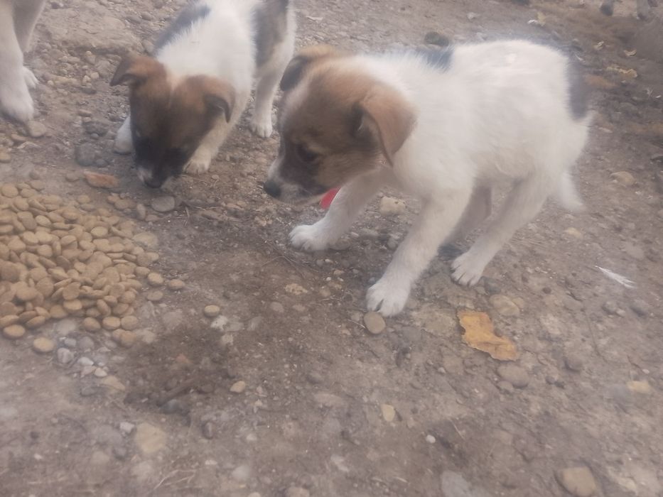 Dau  căței spre adopție căței de rasă ciobănească