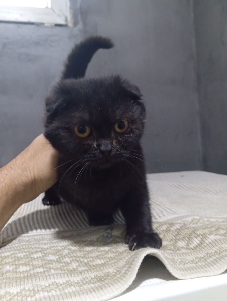 Продам котят породистых скотиш фолд