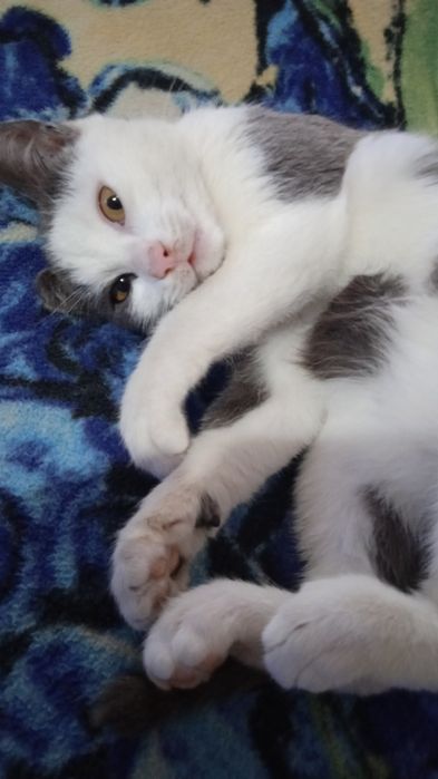 Кошечка Фейка, полное имя Феррари,ищет хозяина!