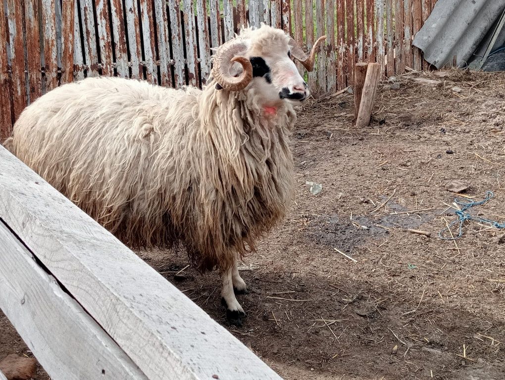 Vând miei și berbecuți