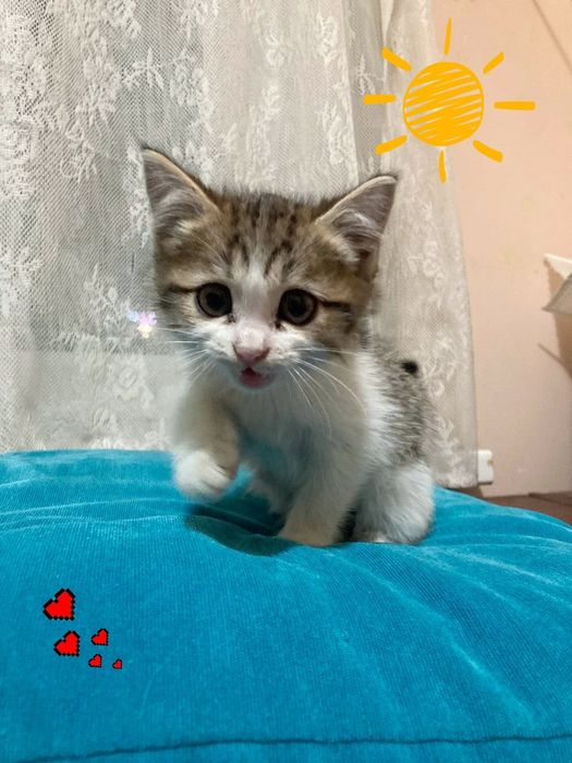 Пристраивается котенок-мальчик