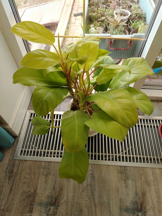 Филодендрон по 10 000