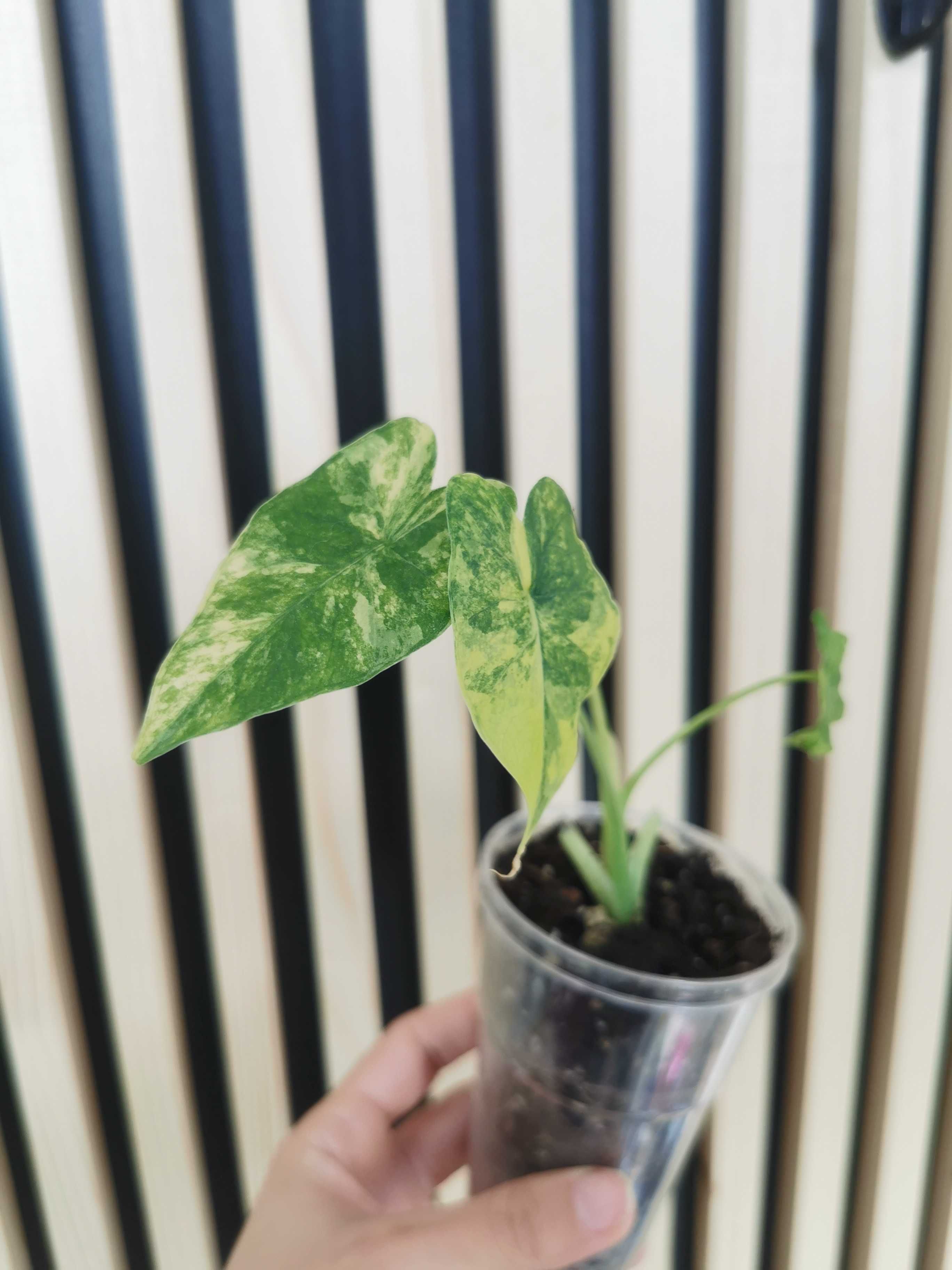 Alocasia odora aurea, Alocasia variegata