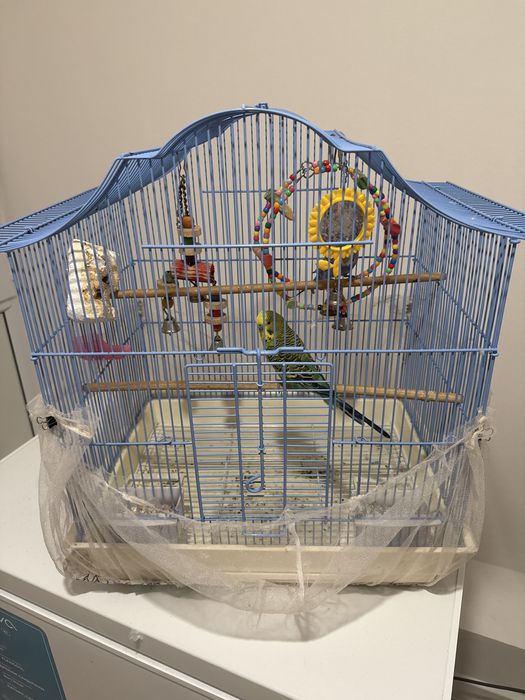 Продоется попугай с клеткой