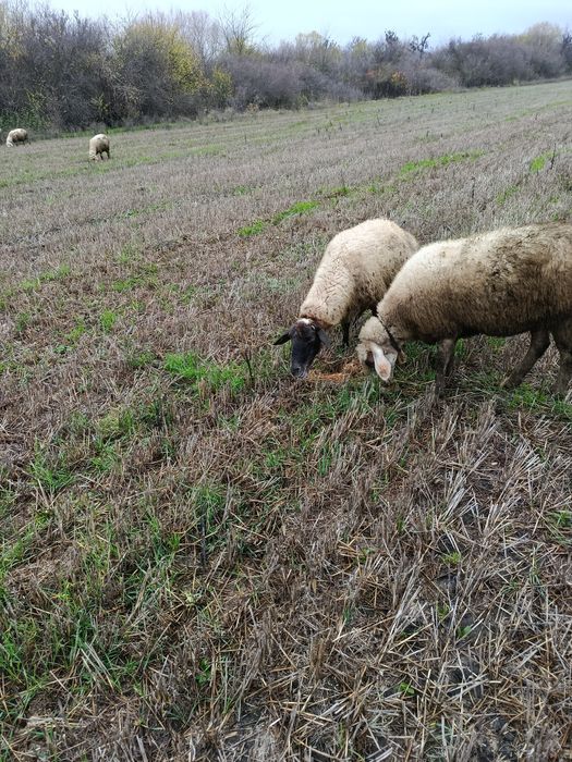 Млади бременни Овце