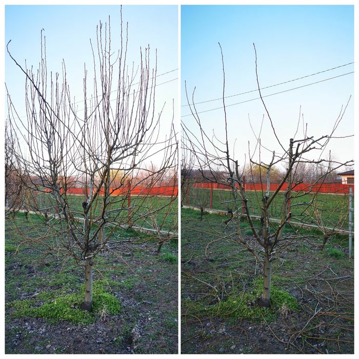 Taieri pomi fructiferi / viță de vie