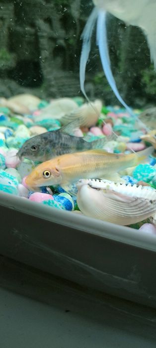 Продам разных рыбок