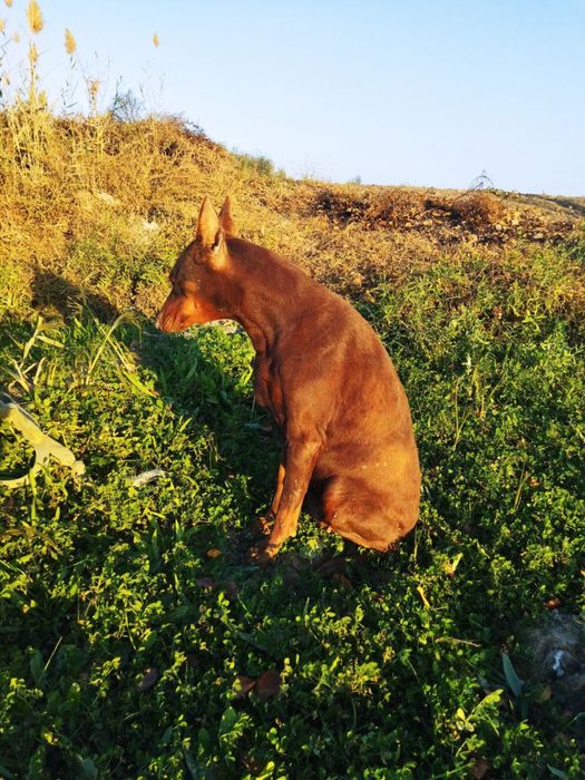 Пародалик кучук сотилади
