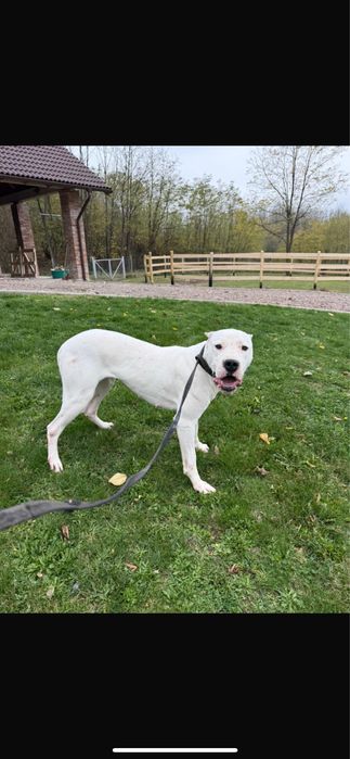 Donez femala Dog Argentinean