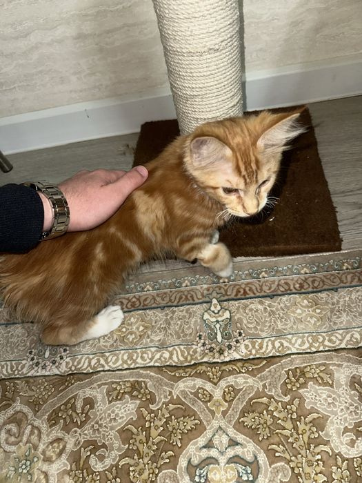 Продаются котята