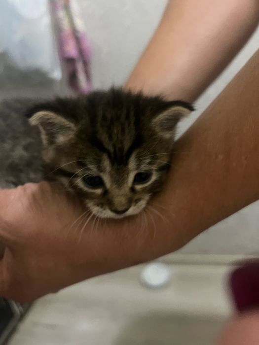 Отдам в добрые заботливые руки. Котик 1,5 мес