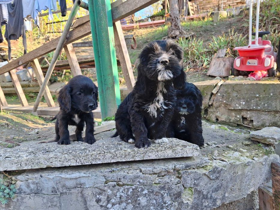 Малки логото с кокер