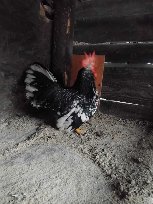 Vand  Gaini Cochinchina.