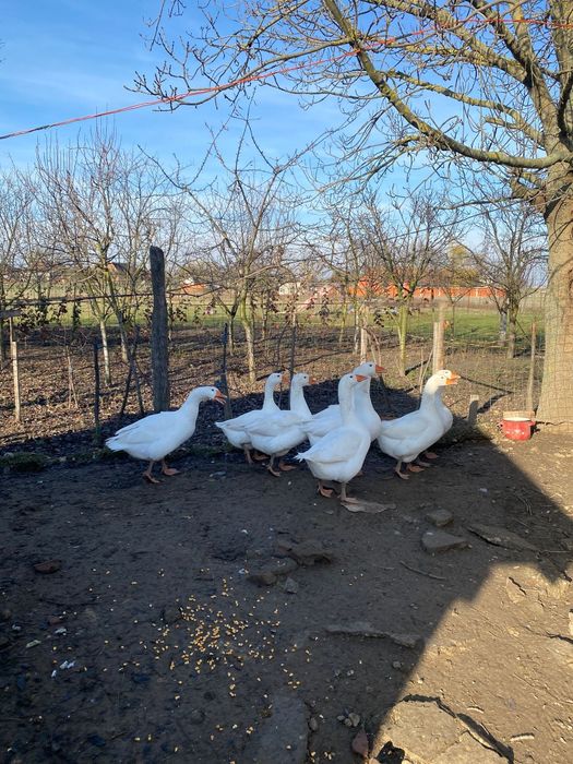 Gâște de vânzare 8 bucati