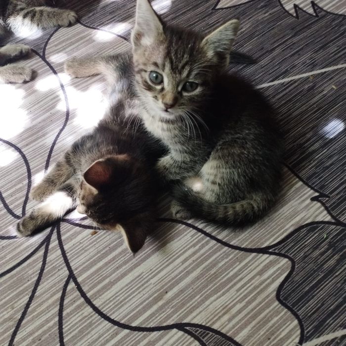 Отдам котят, в добрые руки!