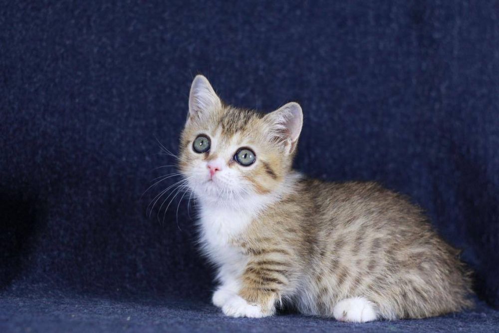 Продаётся котёнок породы манчкин