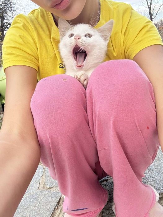 Котенца малки подарявам две женски и едно мъжко.