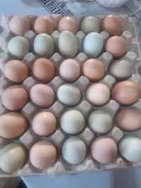 Продам инкубационное яйцы
