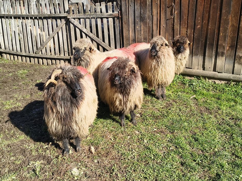 Vând cinci miori bucălai