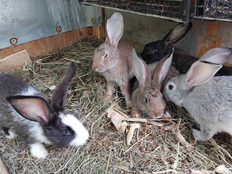 Iepuri uriaș belgian metiși cu ug