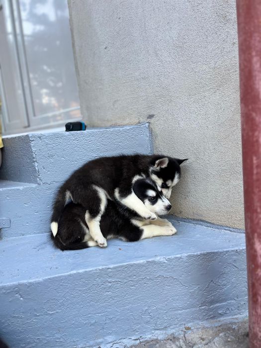 Cățeluși Husky caută stăpâni noi