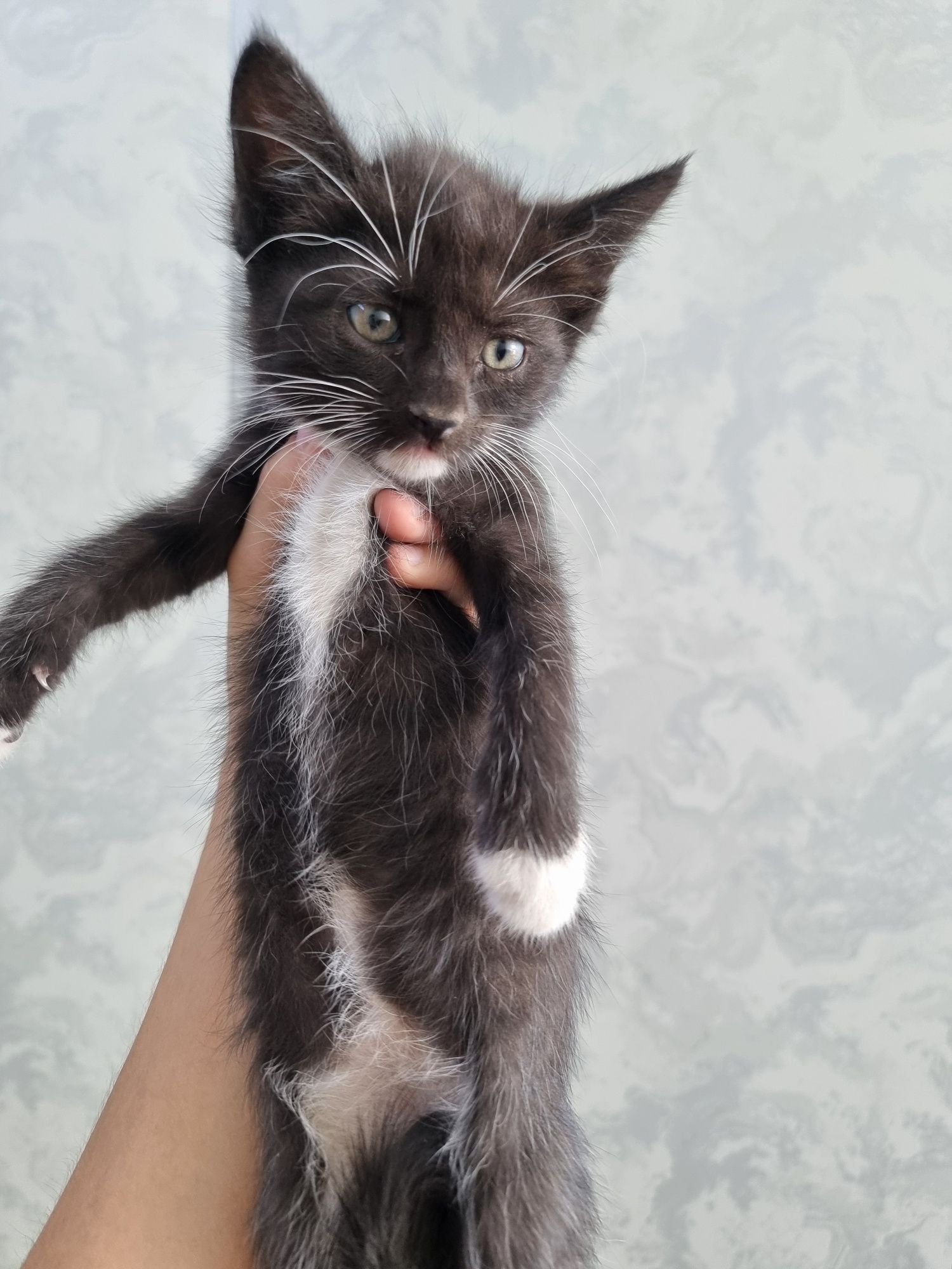 Котятя ищут дом и любящую семью!