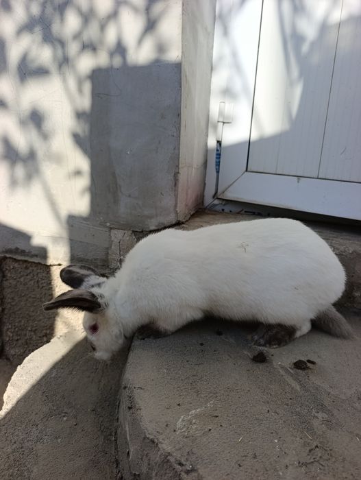 Kalif samka 7 oyli.