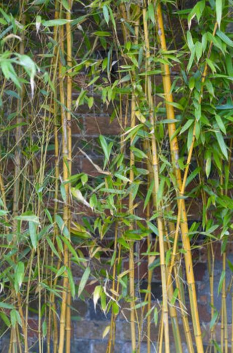 Bambus auriu de gradina