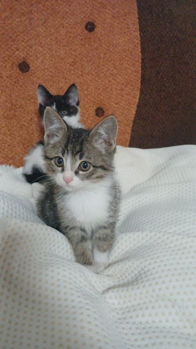 Котики и кошечки ждут любящих хозяев