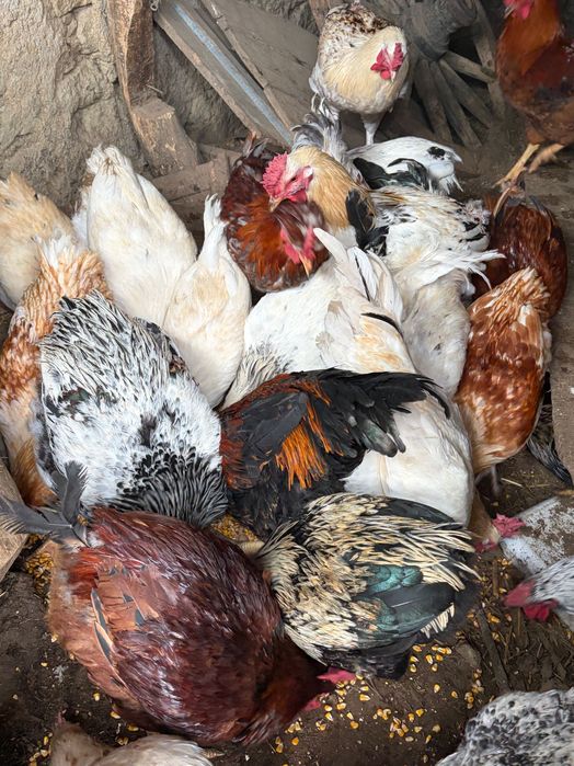 Домашни Петли за клане/отглеждане