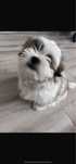 Catel shih tzu 9 luni