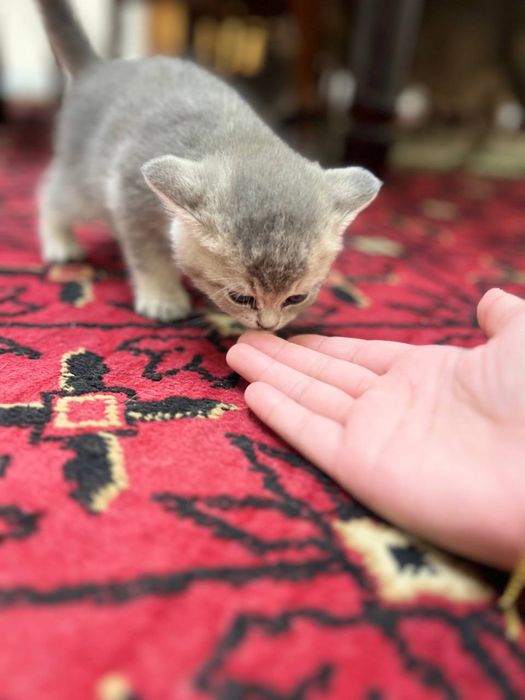 Кошка Мушук Zalatoy Mushuk bolalari 2 ta oʻgʻil 2 ta qiz