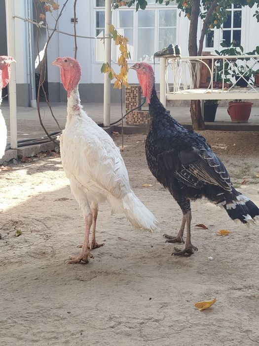 Куркалар сотилади.