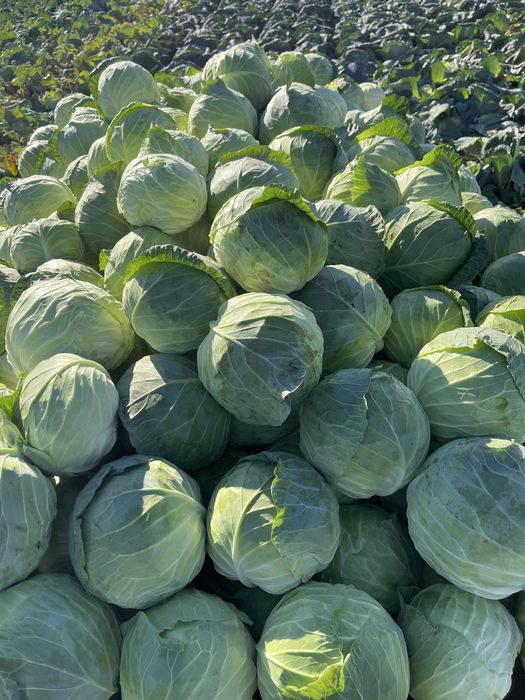 Varza pentru murat !