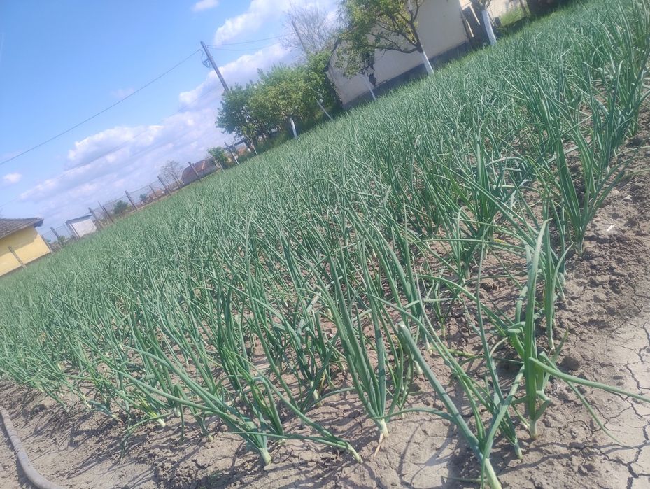 Vând ceapă verde 1,5 lei legătura