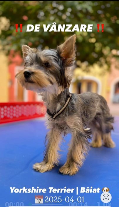 Vând cățel Yorkshire Terrien.