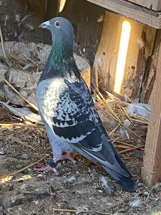 Vând porumbei voiajori pentru concurs